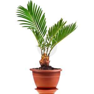 Kentia palm
